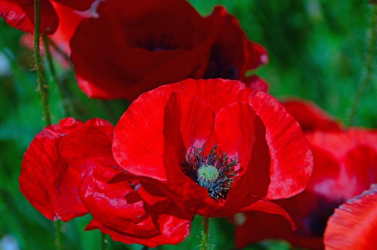 Poppy Flower Apartment Budapest Exterior foto
