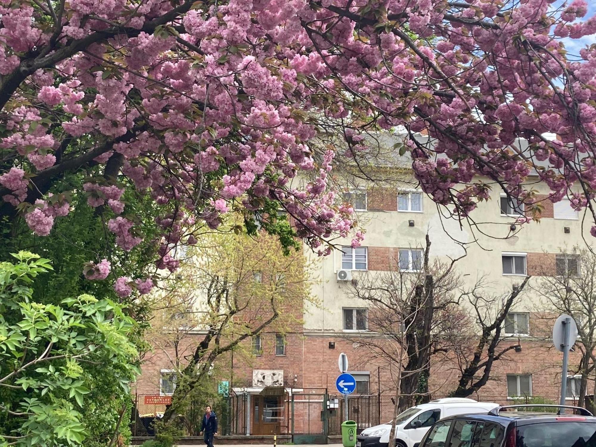 Poppy Flower Apartment Budapest Exterior foto